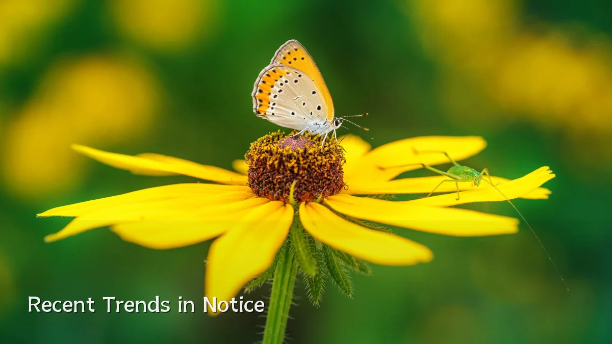 Recent Trends in Notice